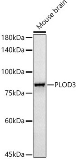 Invitrogen PLOD3 Recombinant Rabbit Monoclonal Antibody (5R6Q9) 100 &mu;L;