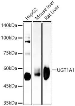 Invitrogen UGT1A1 Recombinant Rabbit Monoclonal Antibody (8U9P3) 100 &mu;L;
