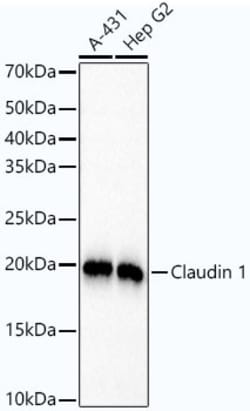 Invitrogen Claudin 1 Recombinant Rabbit Monoclonal Antibody (9C3P1) 100