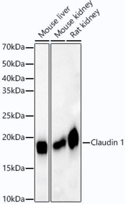 Invitrogen Claudin 1 Recombinant Rabbit Monoclonal Antibody (9C3P1) 100