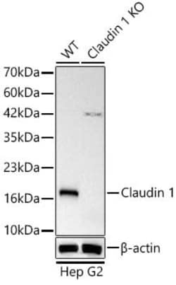 Invitrogen Claudin 1 Recombinant Rabbit Monoclonal Antibody (9C3P1) 100