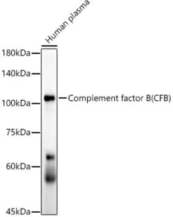 Invitrogen Complement Factor B Recombinant Rabbit Monoclonal Antibody (6D3N9)