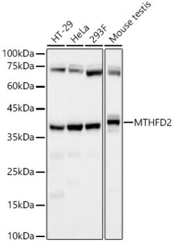Invitrogen MTHFD2 Recombinant Rabbit Monoclonal Antibody (3C9Q8) 100 &mu;L;
