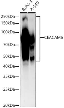 Invitrogen CEACAM6 Recombinant Rabbit Monoclonal Antibody (5X3E4) 100 &mu;L;