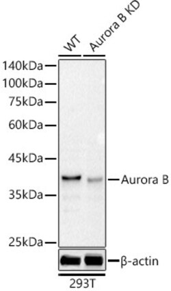 Invitrogen Aurora B Recombinant Rabbit Monoclonal Antibody (8K2A5) 100 &mu;L | Buy Online | Invitrogen&trade; | Fisher Scientific