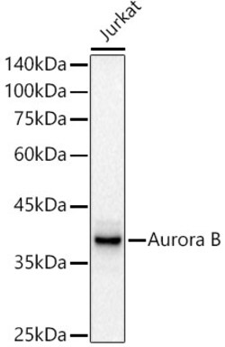 Invitrogen Aurora B Recombinant Rabbit Monoclonal Antibody (8K2A5) 100 &mu;L | Buy Online | Invitrogen&trade; | Fisher Scientific