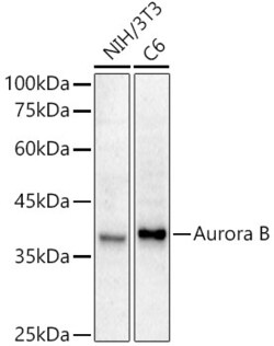 Invitrogen Aurora B Recombinant Rabbit Monoclonal Antibody (8K2A5) 100 &mu;L | Buy Online | Invitrogen&trade; | Fisher Scientific
