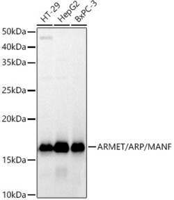 Invitrogen ARMET Recombinant Rabbit Monoclonal Antibody (8I8D5) 100 &mu;L;
