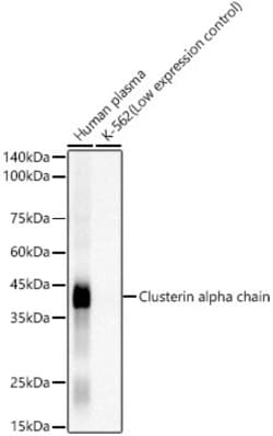 Invitrogen Clusterin Alpha Recombinant Rabbit Monoclonal Antibody (5I2Q1)