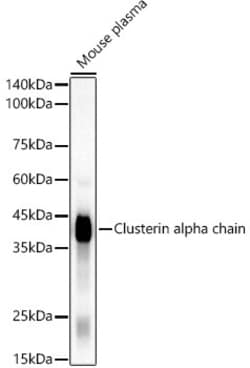 Invitrogen Clusterin Alpha Recombinant Rabbit Monoclonal Antibody (5I2Q1)