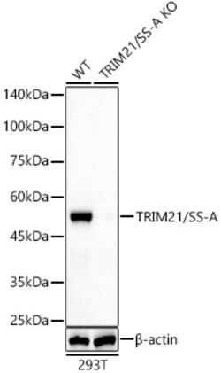Invitrogen TRIM21 Recombinant Rabbit Monoclonal Antibody (7Q6C3) 100 &mu;L;