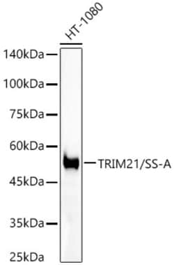 Invitrogen TRIM21 Recombinant Rabbit Monoclonal Antibody (7Q6C3) 100 &mu;L;