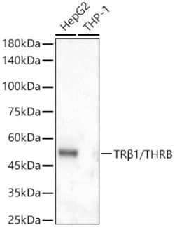 Invitrogen THRB Recombinant Rabbit Monoclonal Antibody (6K1F1) 100 &mu;L;