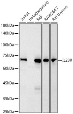 Invitrogen IL23R Recombinant Rabbit Monoclonal Antibody (5M2U3) 100 &mu;L;