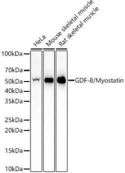 Invitrogen Myostatin Recombinant Rabbit Monoclonal Antibody (3W2K7) 100
