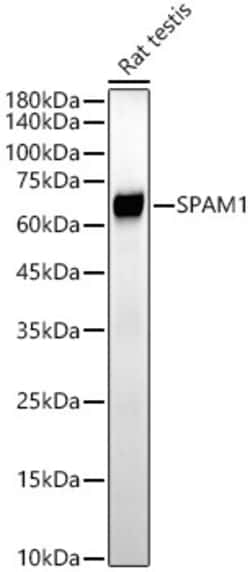 Invitrogen SPAM1 Recombinant Rabbit Monoclonal Antibody (4N0R3) 100 &mu;L;