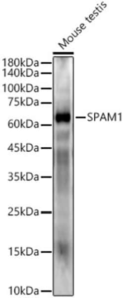 Invitrogen SPAM1 Recombinant Rabbit Monoclonal Antibody (4N0R3) 100 &mu;L;