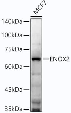 Invitrogen ENOX2 Recombinant Rabbit Monoclonal Antibody (5P7H2) 100 &mu;L | Buy Online | Invitrogen&trade; | Fisher Scientific