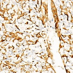 Invitrogen STING Recombinant Rabbit Monoclonal Antibody (9V9A3) 100 &mu;L;