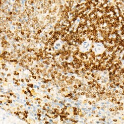 Invitrogen STING Recombinant Rabbit Monoclonal Antibody (9V9A3) 100 &mu;L;
