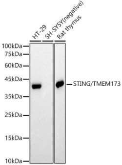 Invitrogen STING Recombinant Rabbit Monoclonal Antibody (9V9A3) 100 &mu;L;