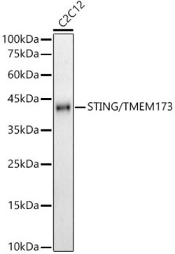 Invitrogen STING Recombinant Rabbit Monoclonal Antibody (9V9A3) 100 &mu;L;