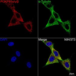 Invitrogen PI3K p85/p55 Recombinant Rabbit Monoclonal Antibody (10L6B7)