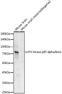 Invitrogen PI3K p85/p55 Recombinant Rabbit Monoclonal Antibody (10L6B7)