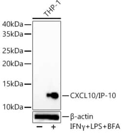 Invitrogen CXCL10 Recombinant Rabbit Monoclonal Antibody (2U10H3) 100 &mu;L | Buy Online | Invitrogen&trade; | Fisher Scientific