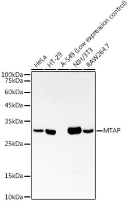 Invitrogen MTAP Recombinant Rabbit Monoclonal Antibody (5A6V10) 100 &mu;L;