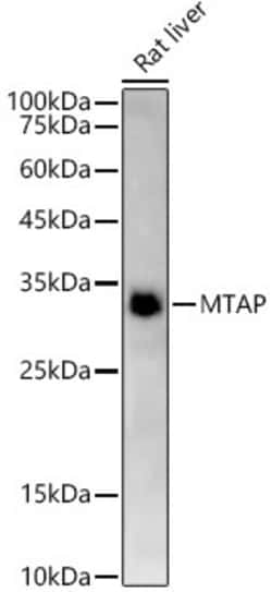 Invitrogen MTAP Recombinant Rabbit Monoclonal Antibody (5A6V10) 100 &mu;L;