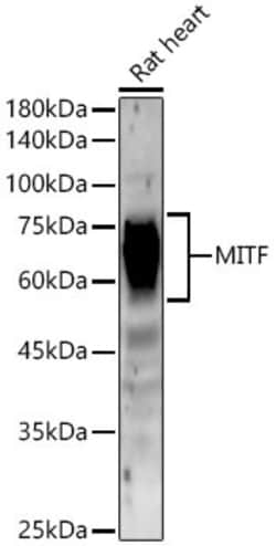 Invitrogen MiTF Recombinant Rabbit Monoclonal Antibody (6S9G4) 100 &mu;L;