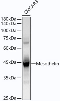 Invitrogen Mesothelin Recombinant Rabbit Monoclonal Antibody (1I1Y7) 100