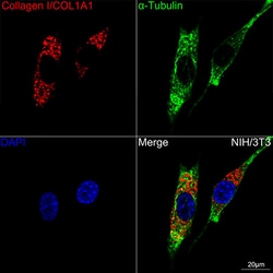 Invitrogen COL1A1 Recombinant Rabbit Monoclonal Antibody (8G5A3) 100 &mu;L;