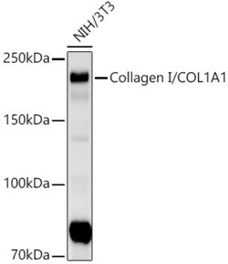 Invitrogen COL1A1 Recombinant Rabbit Monoclonal Antibody (8G5A3) 100 &mu;L;