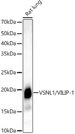 Invitrogen VSNL1 Recombinant Rabbit Monoclonal Antibody (0R1V3) 100 &mu;L;