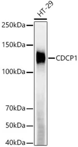 Invitrogen CDCP1 Recombinant Rabbit Monoclonal Antibody (9X8L1) 100 &mu;L;