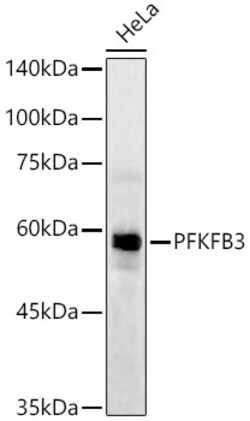 Invitrogen PFKFB3 Recombinant Rabbit Monoclonal Antibody (8P0T6) 100 &mu;L;