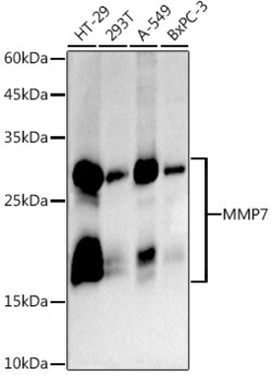 Invitrogen MMP7 Recombinant Rabbit Monoclonal Antibody (8T4R8) 100 &mu;L;