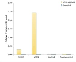Invitrogen NFkB p65 Recombinant Rabbit Monoclonal Antibody (6D6R8) 100 &mu;L | Buy Online | Invitrogen&trade; | Fisher Scientific