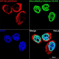 Invitrogen NFkB p65 Recombinant Rabbit Monoclonal Antibody (6D6R8) 100 &mu;L | Buy Online | Invitrogen&trade; | Fisher Scientific