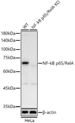 Invitrogen NFkB p65 Recombinant Rabbit Monoclonal Antibody (6D6R8) 100 &mu;L | Buy Online | Invitrogen&trade; | Fisher Scientific