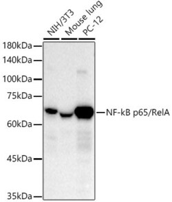 Invitrogen NFkB p65 Recombinant Rabbit Monoclonal Antibody (6D6R8) 100 &mu;L | Buy Online | Invitrogen&trade; | Fisher Scientific