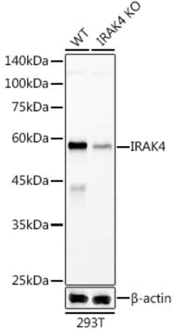 Invitrogen IRAK4 Recombinant Rabbit Monoclonal Antibody (10B1L1) 100 &mu;L | Buy Online | Invitrogen&trade; | Fisher Scientific