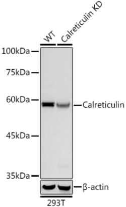 Invitrogen Calreticulin Recombinant Rabbit Monoclonal Antibody (10J1K8)