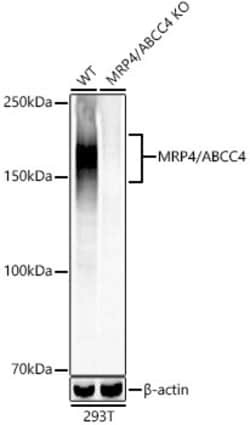 Invitrogen MRP4 Recombinant Rabbit Monoclonal Antibody (3K4F4) 100 &mu;L;