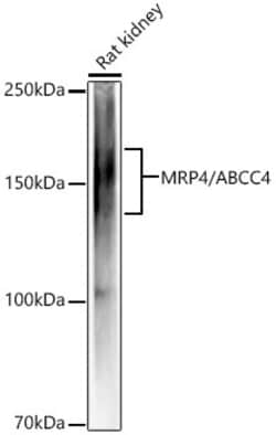 Invitrogen MRP4 Recombinant Rabbit Monoclonal Antibody (3K4F4) 100 &mu;L;
