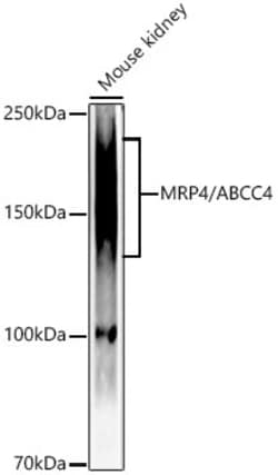 Invitrogen MRP4 Recombinant Rabbit Monoclonal Antibody (3K4F4) 100 &mu;L;