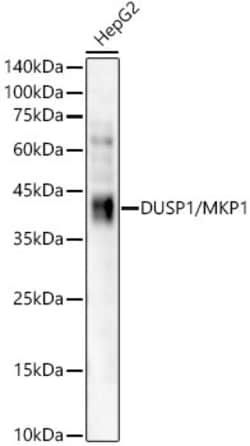 Invitrogen MKP-1 Recombinant Rabbit Monoclonal Antibody (1N2H3) 100 &mu;L;