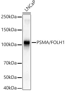 Invitrogen PSMA Recombinant Rabbit Monoclonal Antibody (7M9F5) 100 &mu;L;